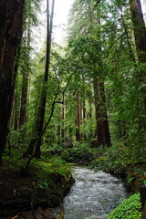 Obraz premium Muir Woods Reservations in San Francisco, United States - アメリカ サンフランシスコ ミュアウッズ国定公園