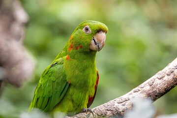 Parrot Caturrita (Aratinga leucophthalma)