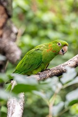 Parrot Caturrita (Aratinga leucophthalma)