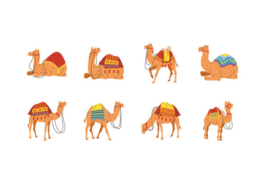 Yellow And Red Indian Camel Festival Illustration Set