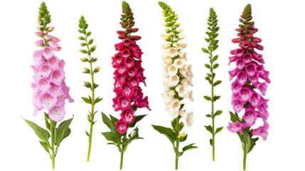 Foxglove flower inflorescence, digitalis blooming, vibrant colors , cut out transparent