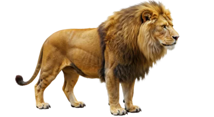 Fototapete Löwe Isolated Lion  © Anna