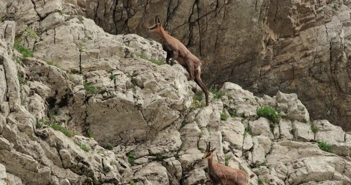 Wild mountain goats jumping in slow motion