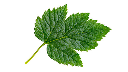 Green leaf macro, freshness, summer, nature, botany, plant, cut out transparent