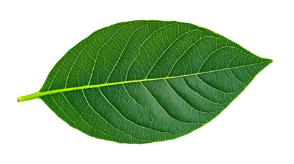 Obraz premium Green leaf intricate vein pattern isolated on black background, cut out transparent