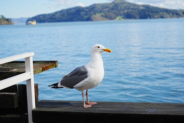 Black Tailed Gull or Seagull with Background of San Francisco Bay in United States - アメリカ サンフランシスコ湾 ウミネコ 
