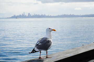 Black Tailed Gull or Seagull with Background of San Francisco Bay in United States - アメリカ サンフランシスコ湾 ウミネコ 
