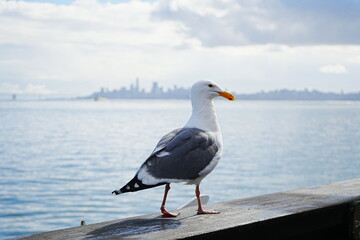 Black Tailed Gull or Seagull with Background of San Francisco Bay in United States - アメリカ サンフランシスコ湾 ウミネコ 
