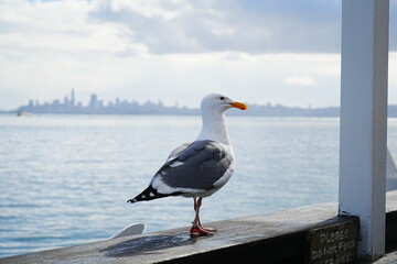 Black Tailed Gull or Seagull with Background of San Francisco Bay in United States - アメリカ サンフランシスコ湾 ウミネコ 
