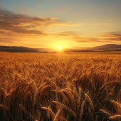 Obraz premium image of expansive golden wheat fields bathed in the warm glow of a fiery sunset isolated on a plain background vast fields of ripened wheat shimmering under vibrant sunset hues
