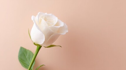 Fototapeta premium capture simple and elegant image of single white rose against smooth solid pastel background