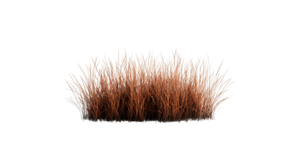 Decorative brown grass bunch, isolated element, wild nature, cut out transparent