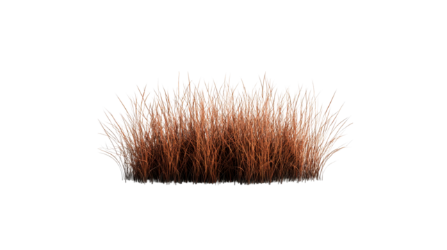 Decorative brown grass bunch, isolated element, wild nature, cut out transparent