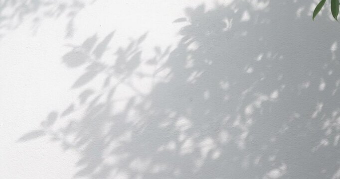 Natural Tree Leaves Abstract Shadow Silhouette Motion On White Wall, Closeup Abstract Tree Leaves Shadow Background.