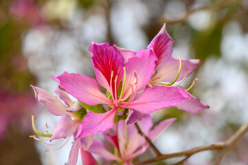 Fototapeta premium Blooming pink flowers capture the essence of springtime in a vibrant garden setting
