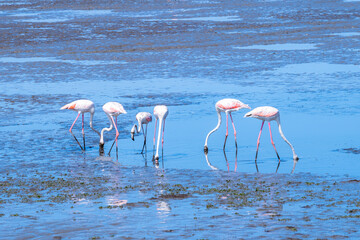 doñana park with birds on marshes