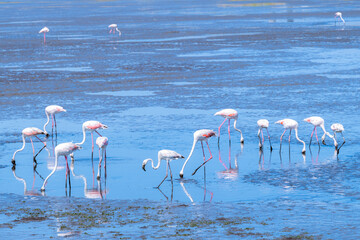 doñana park with birds on marshes