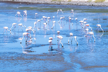 doñana park with birds on marshes
