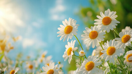 Fototapeta premium Vibrant white daisies with yellow centers fill a lush green field under a clear blue sky. Sunlight enhances the cheerful atmosphere of springtime blooms and lush greenery