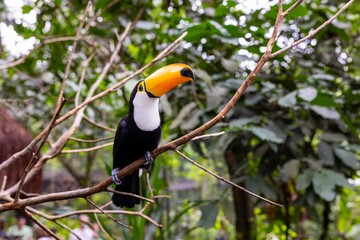 Fototapeta premium Toucan (Ramphastos toco)