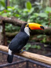Toucan (Ramphastos toco)