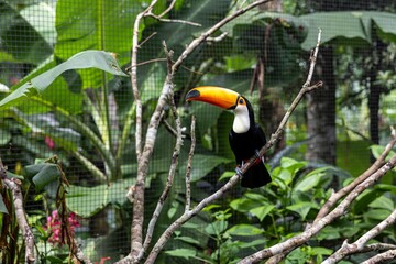 Toucan (Ramphastos toco)