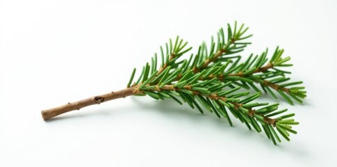 Single isolated cypress branch on white surface, evergreen, white