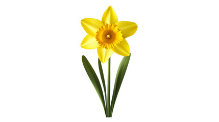 Yellow daffodil flower on a black background, cut out transparent