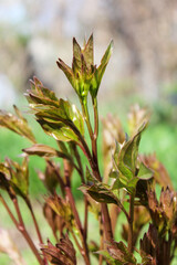Young shoots of peony in the garden. First spring shoots of peony. Natural red-green background.