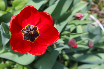 Beautiful red tulip in the garden. Close-up of blooming red tulips with deep red petals.