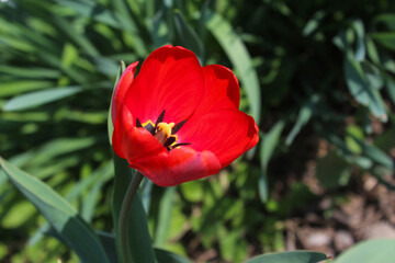 Fototapeta premium Beautiful red tulip in the garden. Close-up of blooming red tulips with deep red petals.