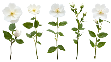 White rose blossoms and buds with stems, isolated , cut out transparent