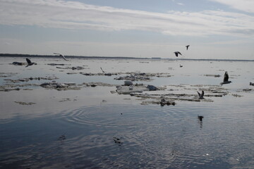 seagulls on the river during ice drift in spring