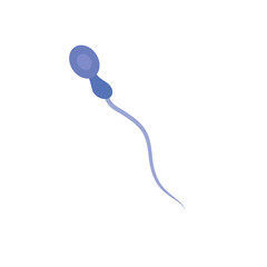 Sperm morphology. Male reproductive system.