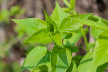 Lilac branches with new foliage. Young green leaves coming out from thick green buds. Natural green background.