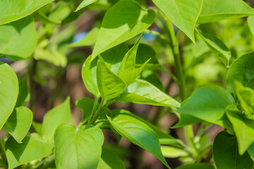Lilac branches with new foliage. Young green leaves coming out from thick green buds. Natural green background.