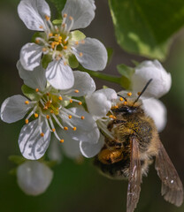 A bee collecting pollen from a cherry blossom