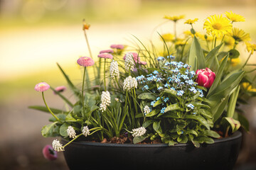 Frühlingsblumen in einem Blumentopf.