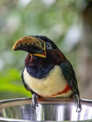 Araçari-castanho (Pteroglossus castanotis)