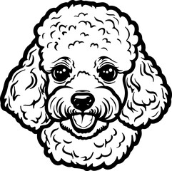Fototapeta premium poodle, dog, spaniel, cocker, animal, pet, puppy, isolated, cocker spaniel, cute, white, canine, breed, purebred, mammal, brown, sitting, pedigree, studio, domestic, portrait, pets, black, looking, is