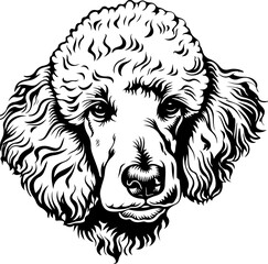Obraz premium poodle, dog, spaniel, cocker, animal, pet, puppy, isolated, cocker spaniel, cute, white, canine, breed, purebred, mammal, brown, sitting, pedigree, studio, domestic, portrait, pets, black, looking, is