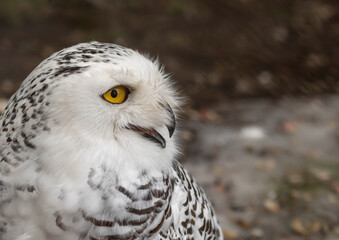Polar owl. Wildlife. Bird in nature.