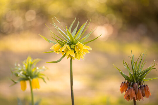 Fr&uuml;hlingsblume. Kaiserkrone. Fritillaria imperialis