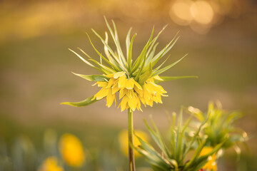 Frühlingsblume. Kaiserkrone. Fritillaria imperialis