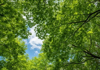 Fototapeta premium Looking up through lush green trees to see glimpses of the bright blue sky and sunlight.