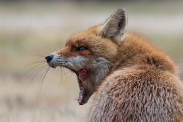 Close-up of a fox licking its lips with its mouth wide open
