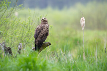 A bird of prey on a branch looking at the sky