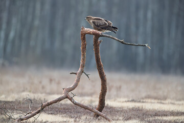 A buzzard on a nice branch with a forest in the background