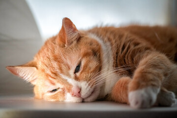 Portrait of a very beautiful mongrel cat.