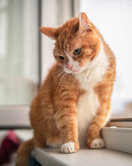 Portrait of a very beautiful mongrel cat.